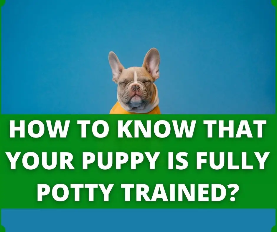 How to know that your puppy is fully potty trained?