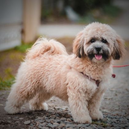 Lhasa Apso