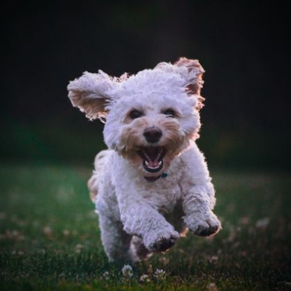 Maltese