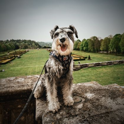 schnauzer potty