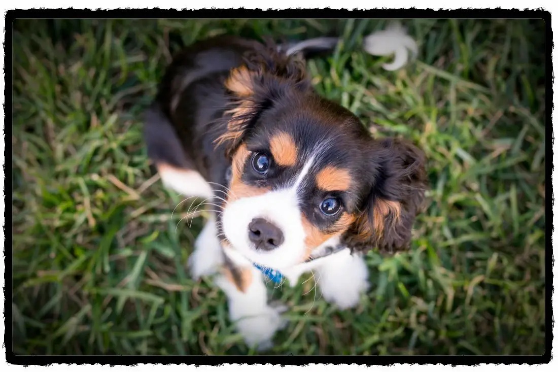 how-to-potty-train-an-8-week-old-puppy-can-he-be-trained