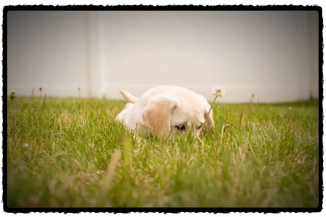 29-tiny-potty-train-your-puppy-photo-uk-bleumoonproductions