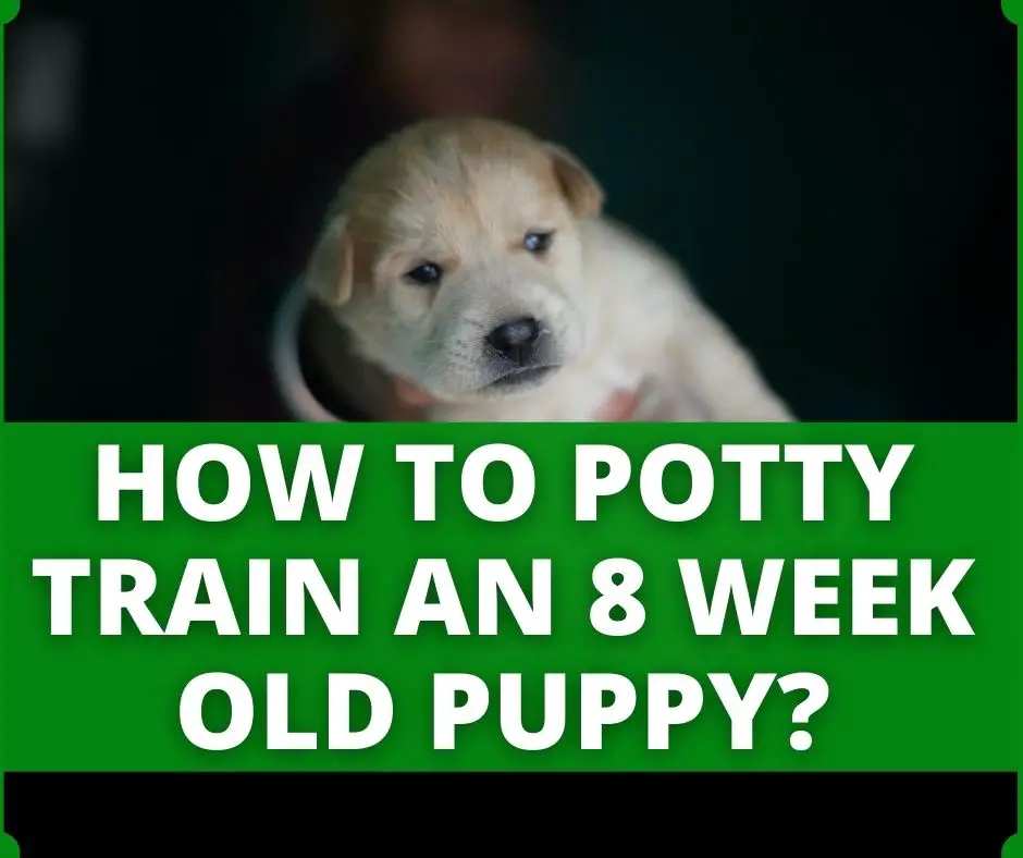 how to potty train an 8 weeks old puppy