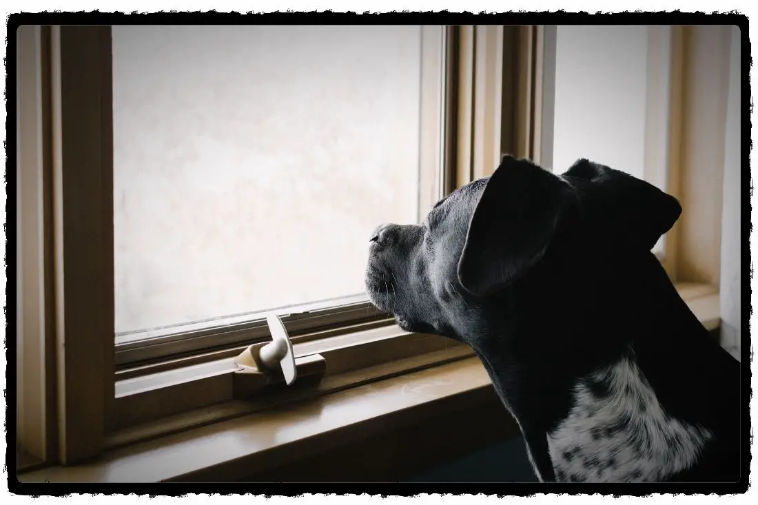 How To Stop A Dog From Peeing In The House When Left Alone