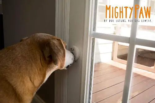 dog ringing potty bell through nose