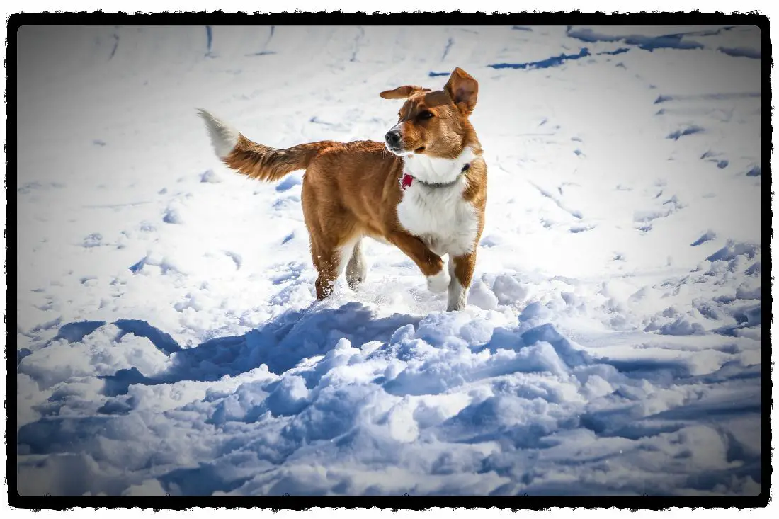 puppy potty training cold weather