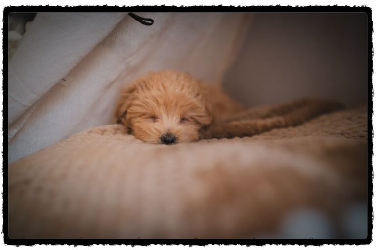 8 Things You Should Know When Taking A Puppy Outside To Pee!