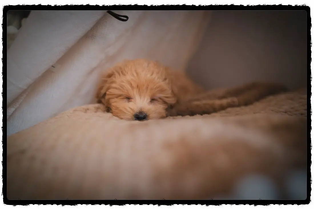 Why Is Your Puppy Peeing In The Crate At Night? (How To Stop Him?)