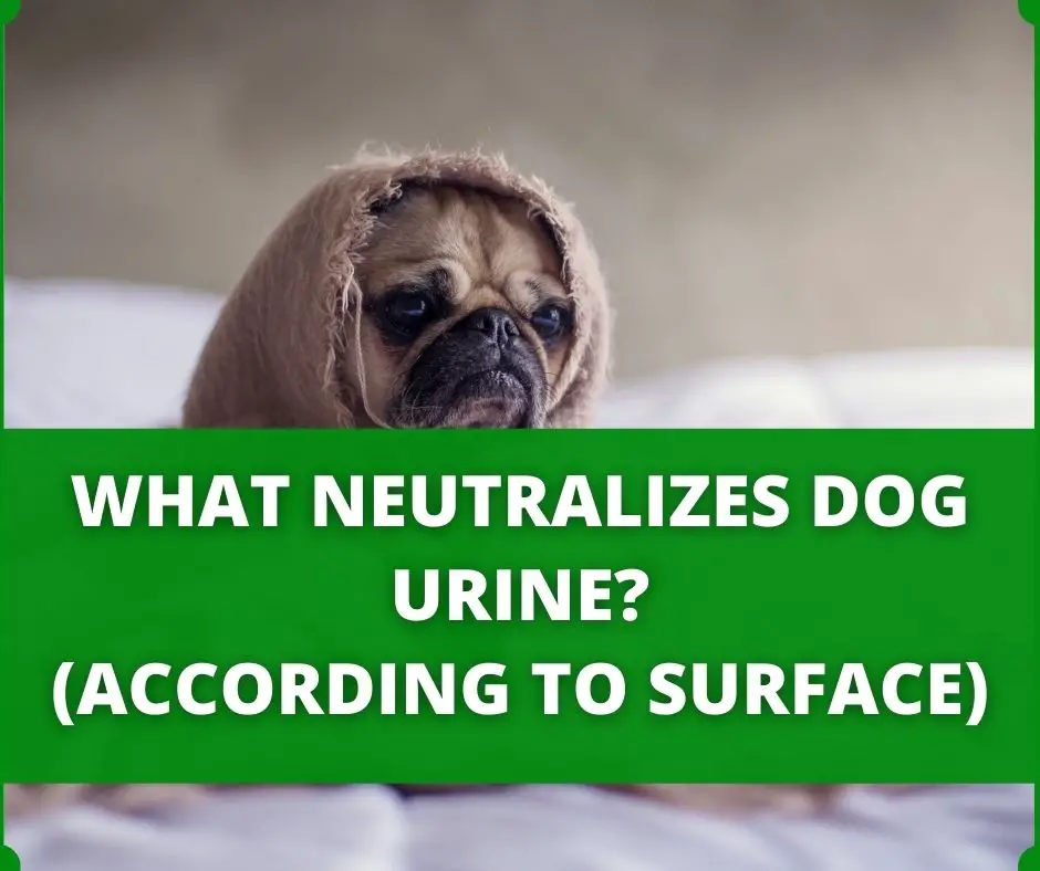 what neutralizes dog urine
