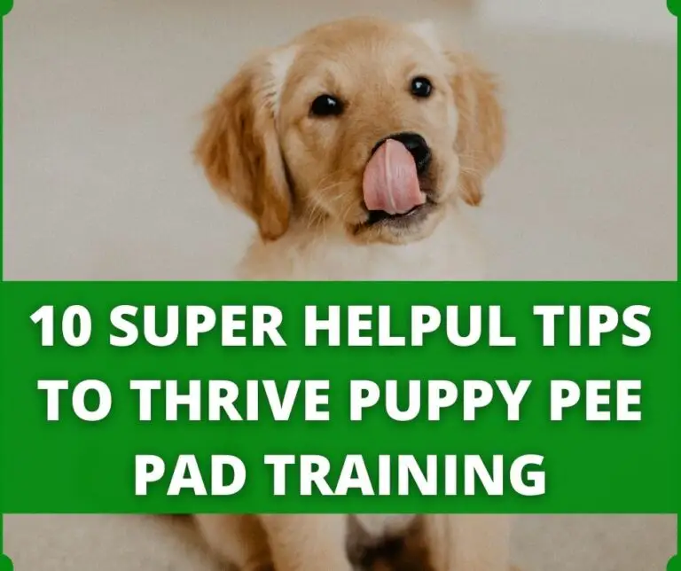 How To Train Your Dog To Poop On A Pad? (5 Tips That Work)
