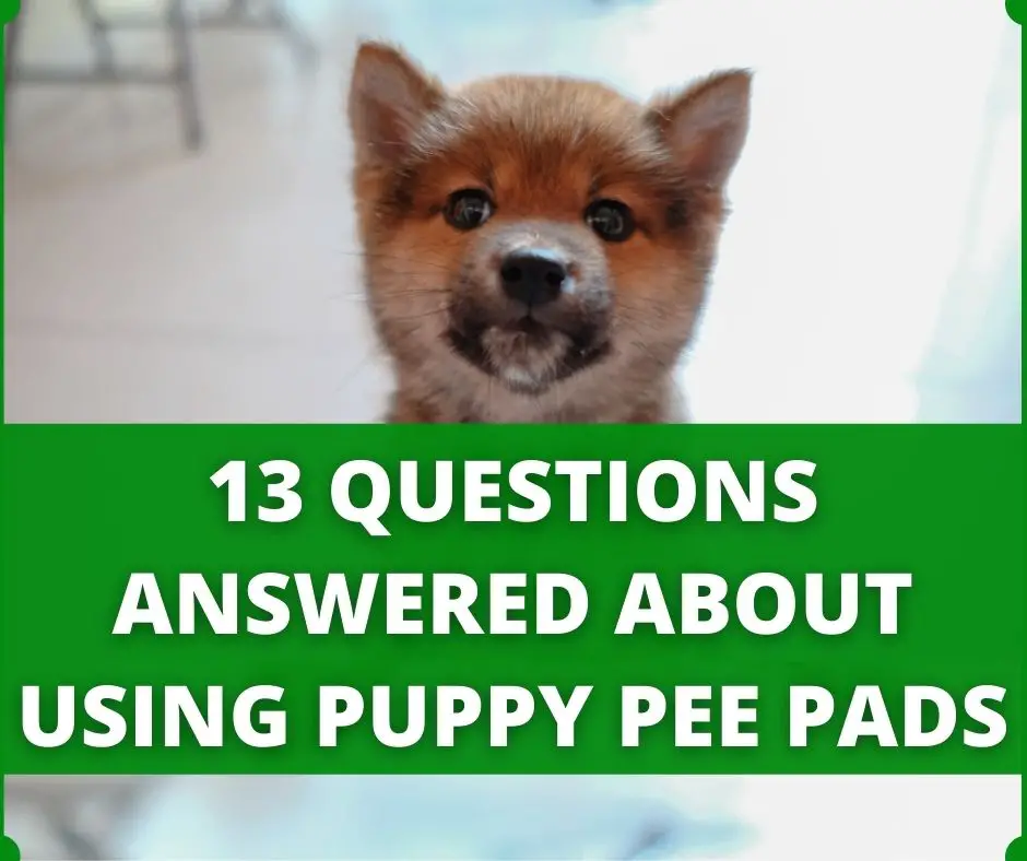 puppy pee pad questions answers