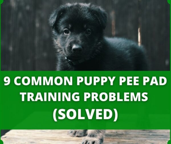 How To Train Your Dog To Poop On A Pad? (5 Tips That Work)