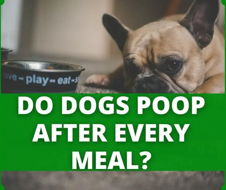 dog-poop-how-many-times-a-day-should-a-dog-poop