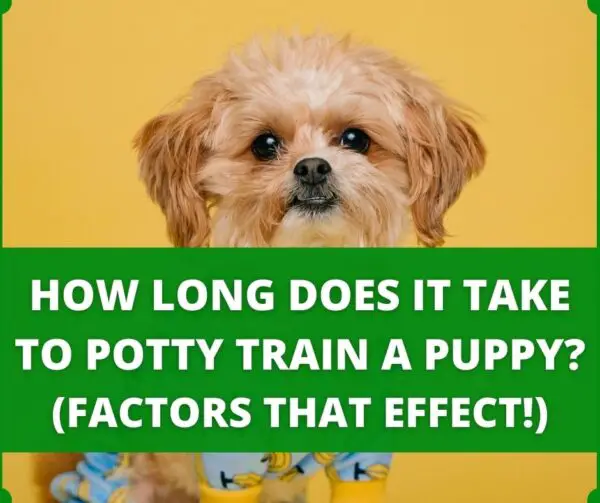 How Do You Know When Your Puppy Is Fully Potty Trained? (4 Signs)