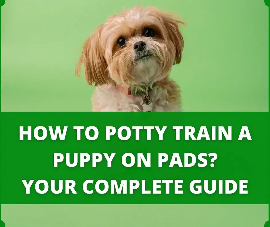how to potty train a puppy on pads