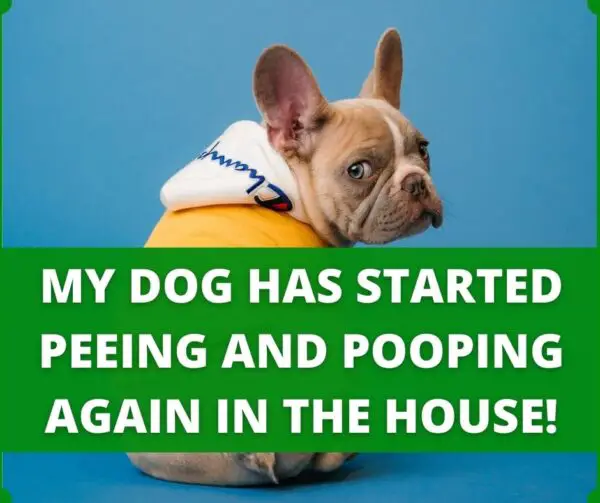 How To Get A Dog To Pee In A New Place? (Problem Solved!)