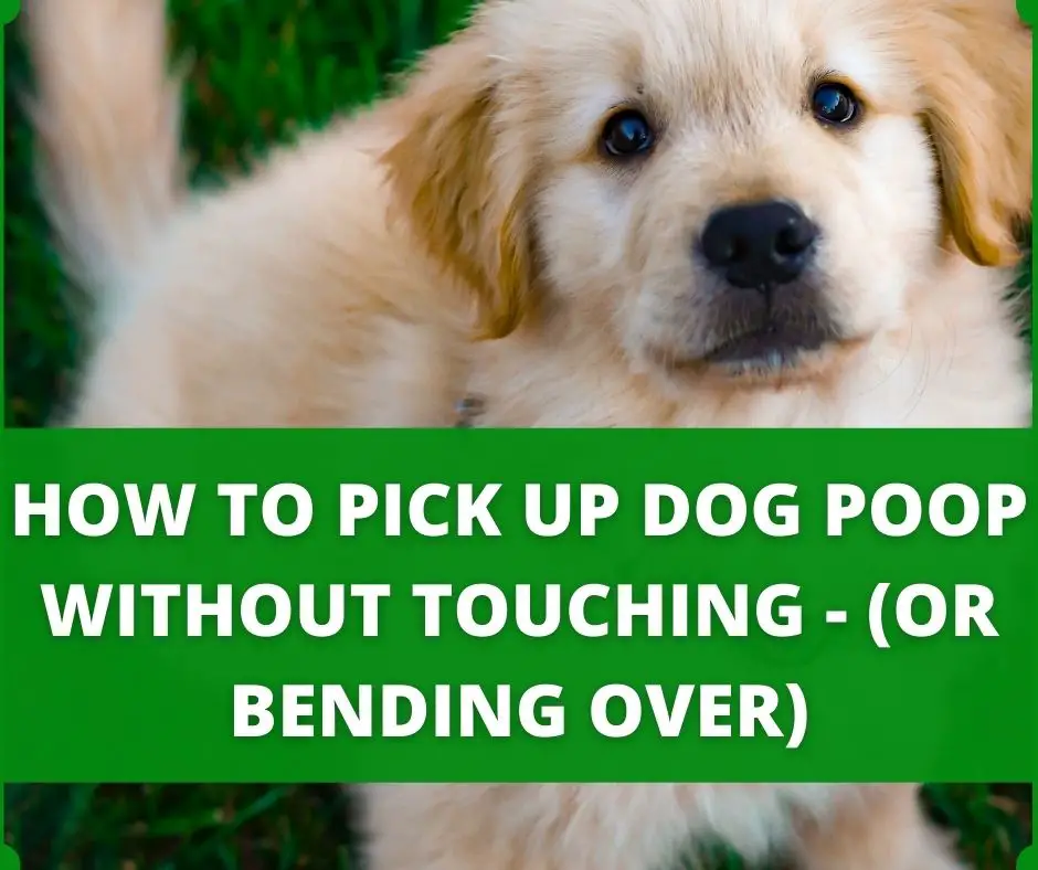 picking up dog poop without touching