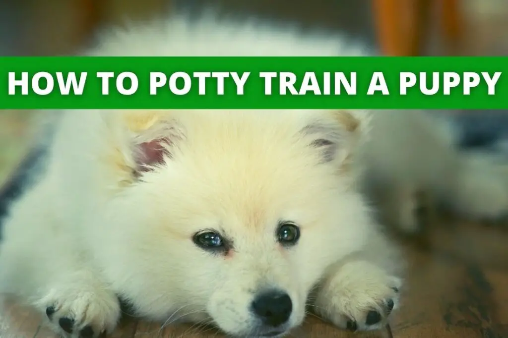 how to potty train a puppy