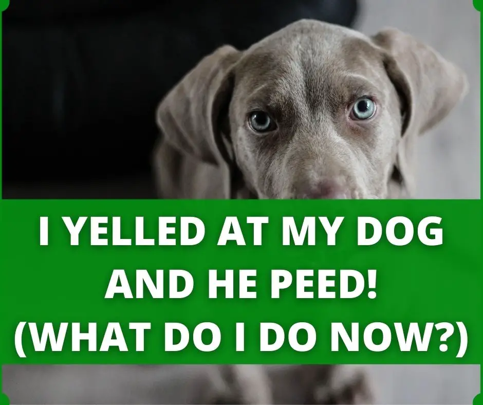 I yelled at my dog and he peed!