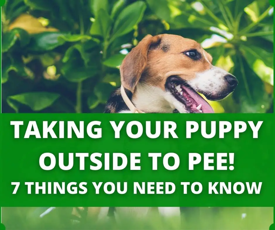 taking puppy outside to pee