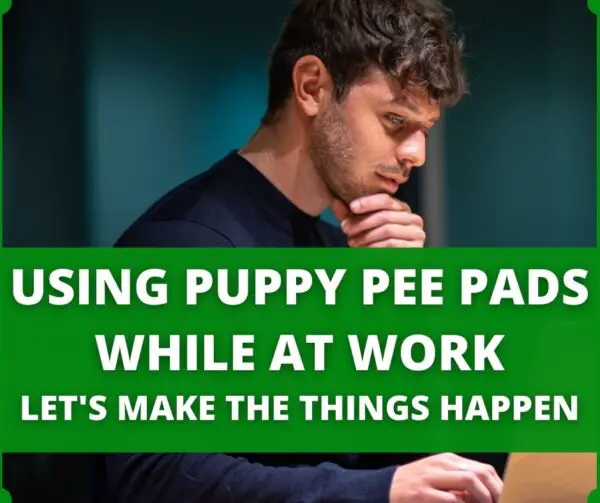 9 Common Puppy Pee Pad Training Problems (& Solutions)