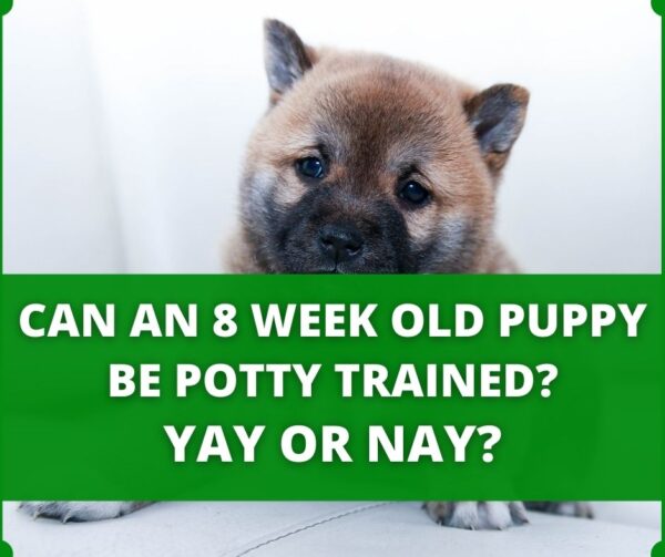how-to-potty-train-an-8-week-old-puppy-the-right-way