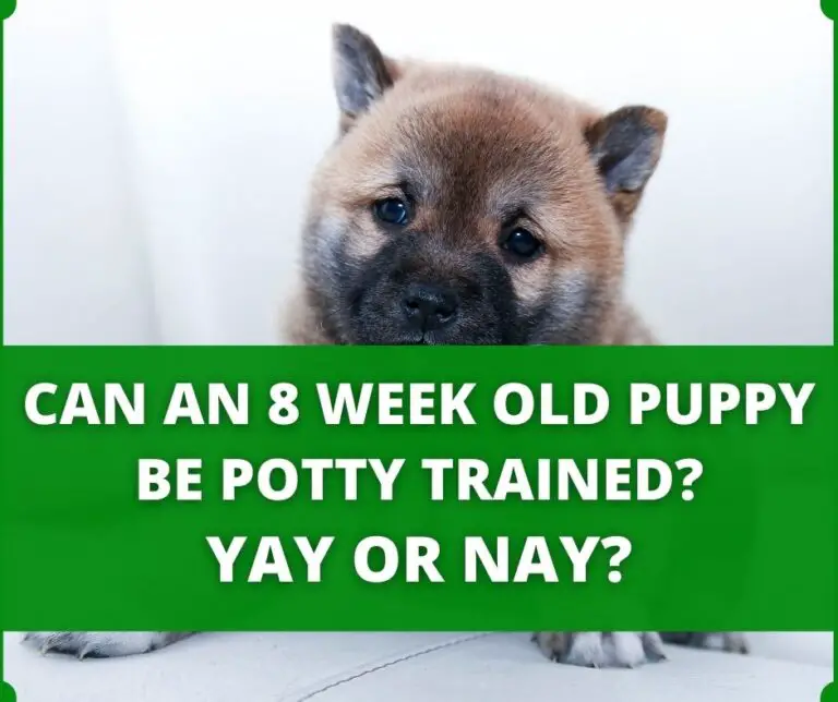 How To Potty Train An 8 Week Old Puppy? (The Right Way)