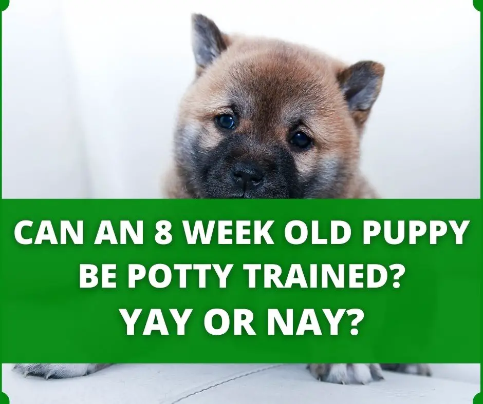 can an 8 weeks old puppy be potty trained
