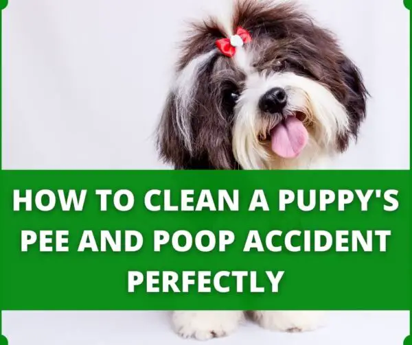 Puppy Potty Training Regression Everything You Need To Know About It