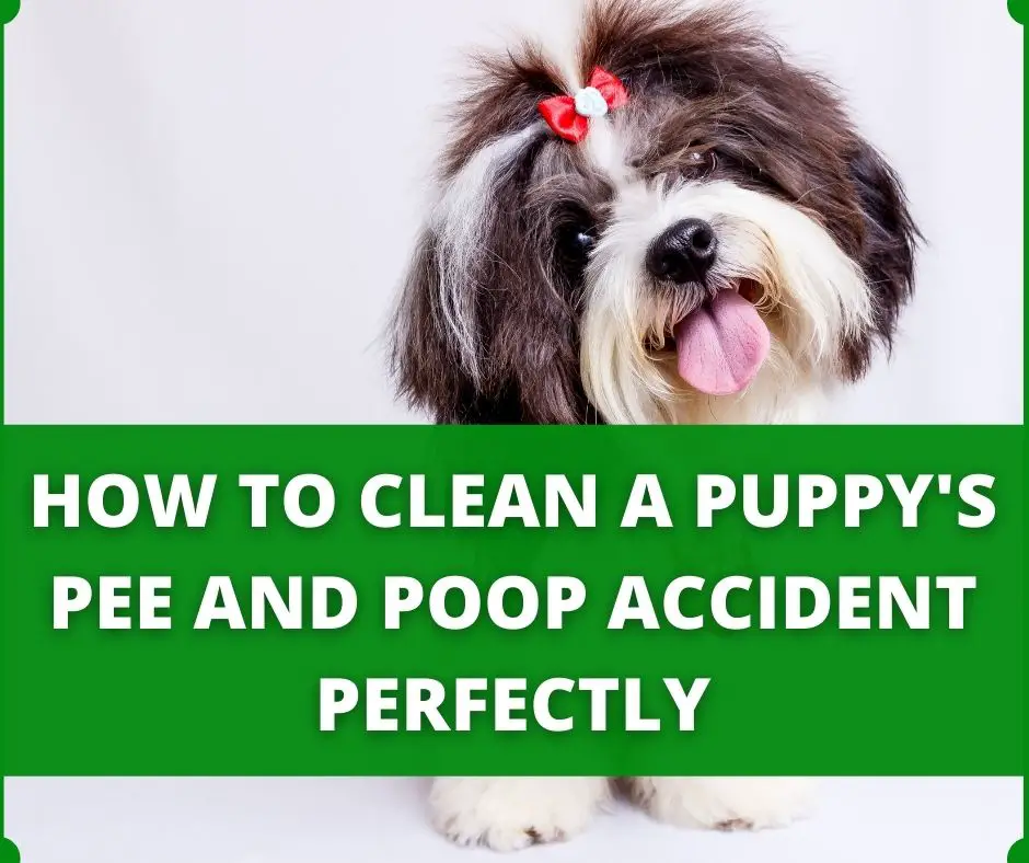 cleaning pee and poo accident perfectly