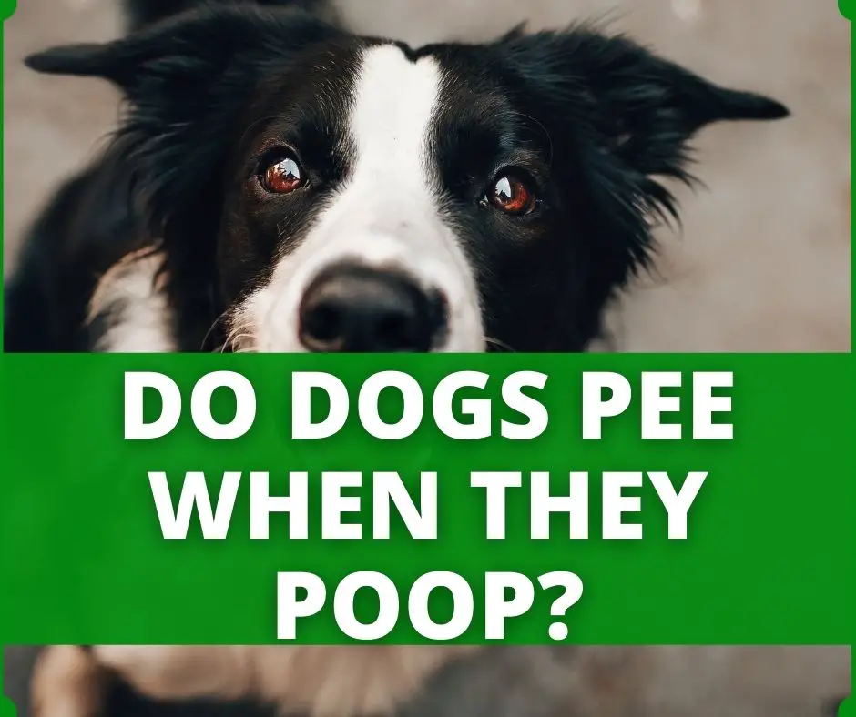 do dogs pee when they poop