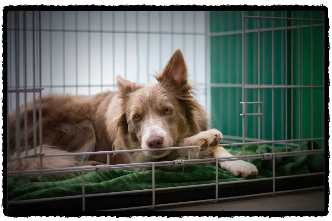 Puppy Goes Into Crate To Pee (What Can You Do?)