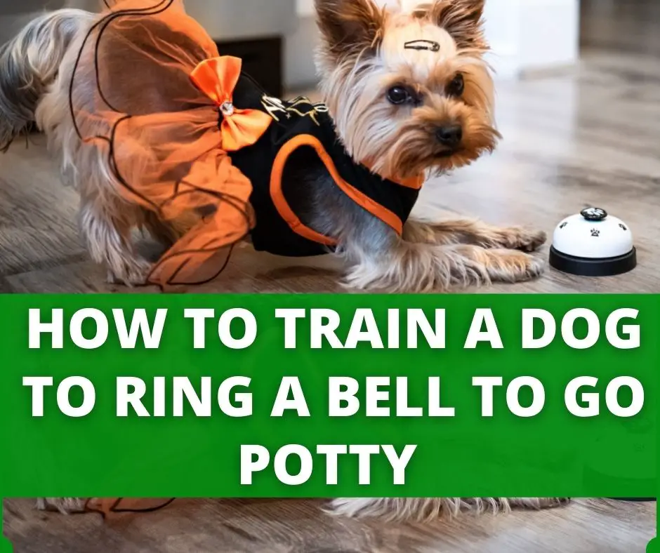 dog potty bell training