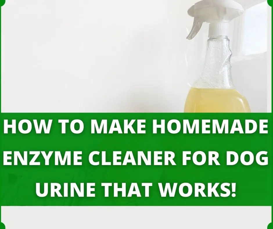 homemade enzyme cleaner