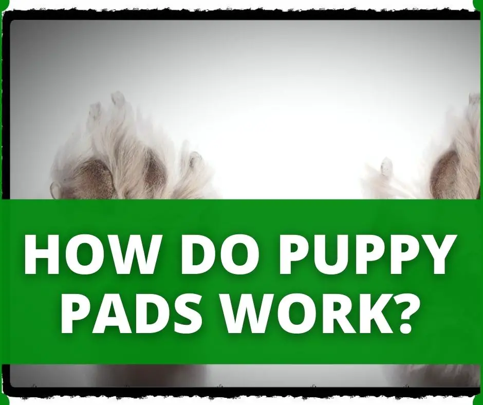 how do puppy pads work
