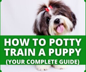 Potty Training Small Breed Dogs – (Everything You Need To Know)