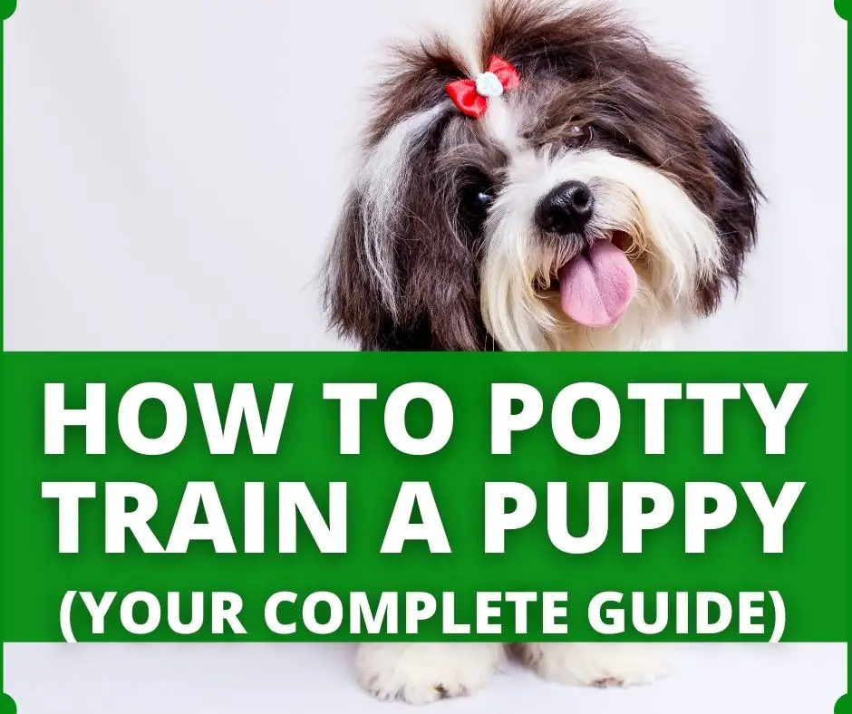 how to potty train a puppy