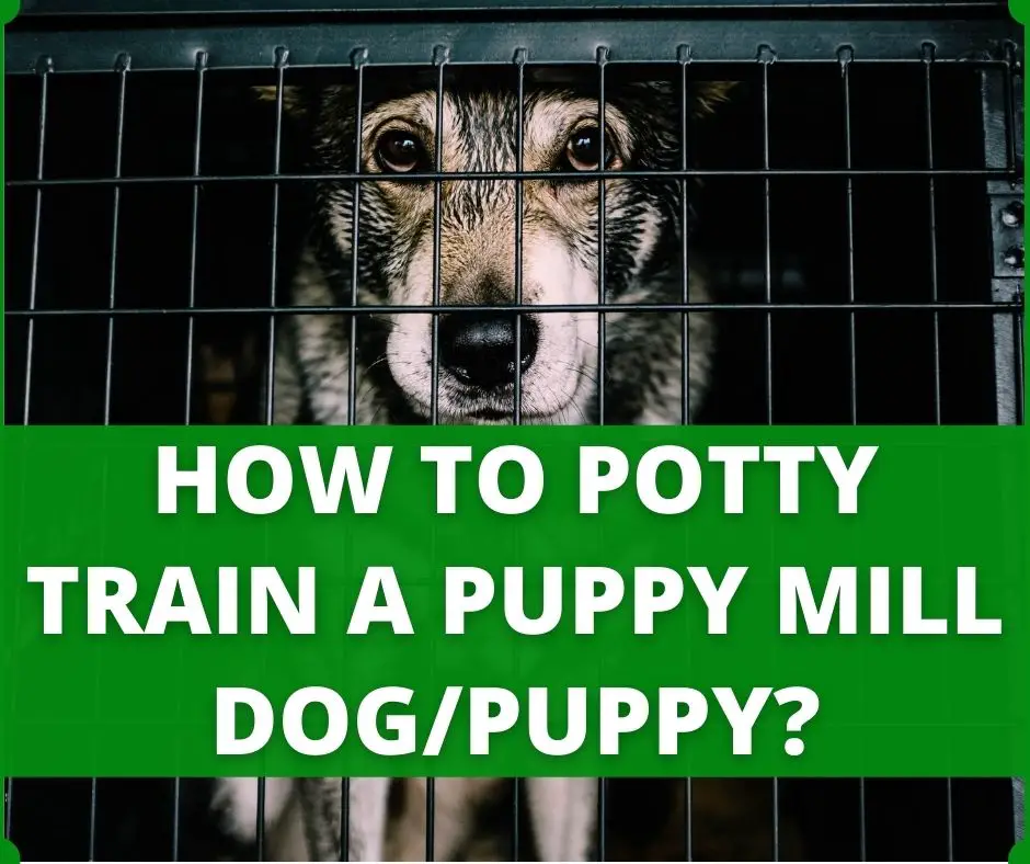 puppy mill dog