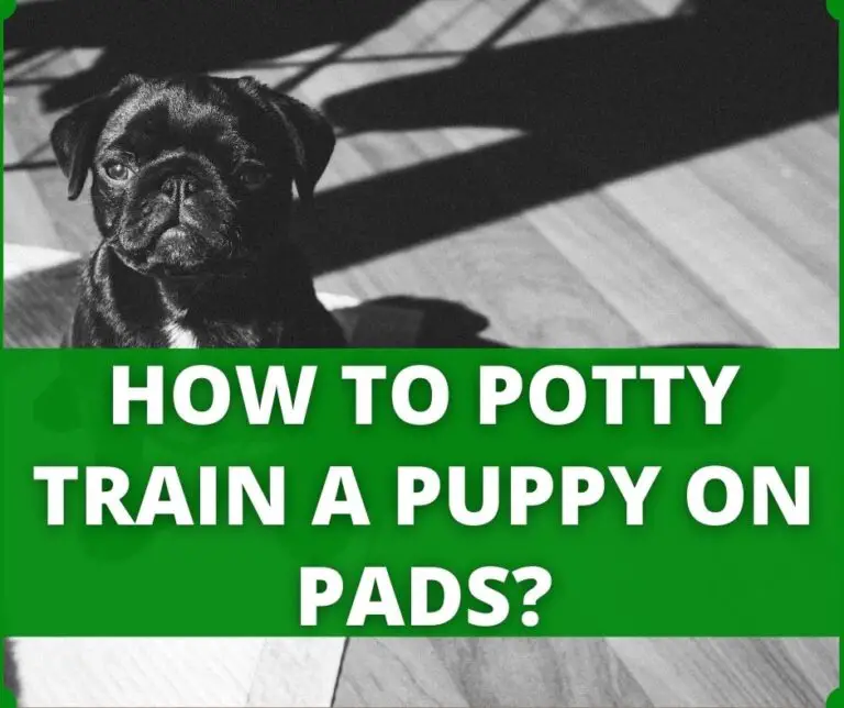 How To Train Your Dog To Poop On A Pad? (5 Tips That Work)
