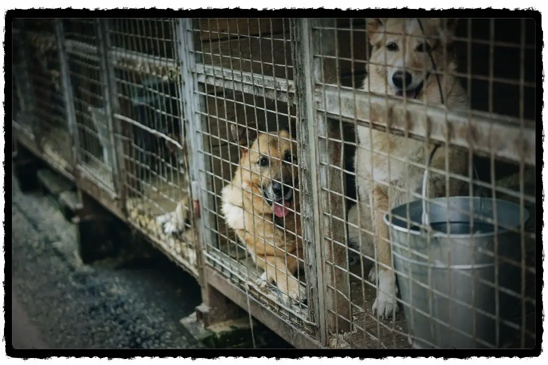 How To Potty Train A Puppy Mill Dog Or Puppy? (The Right Way)