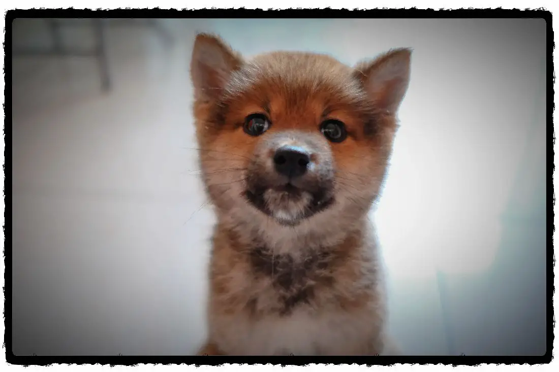 10 Tips For Puppy Pee Pad Training (To Save You From Problems)