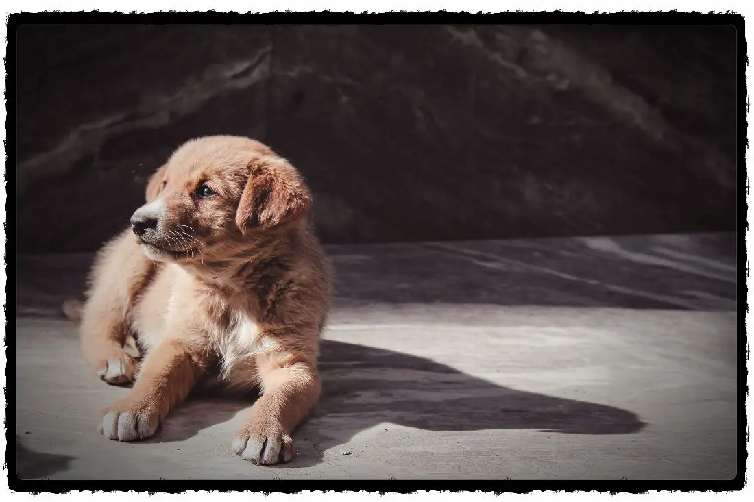 9 Common Puppy Pee Pad Training Problems (& Solutions)