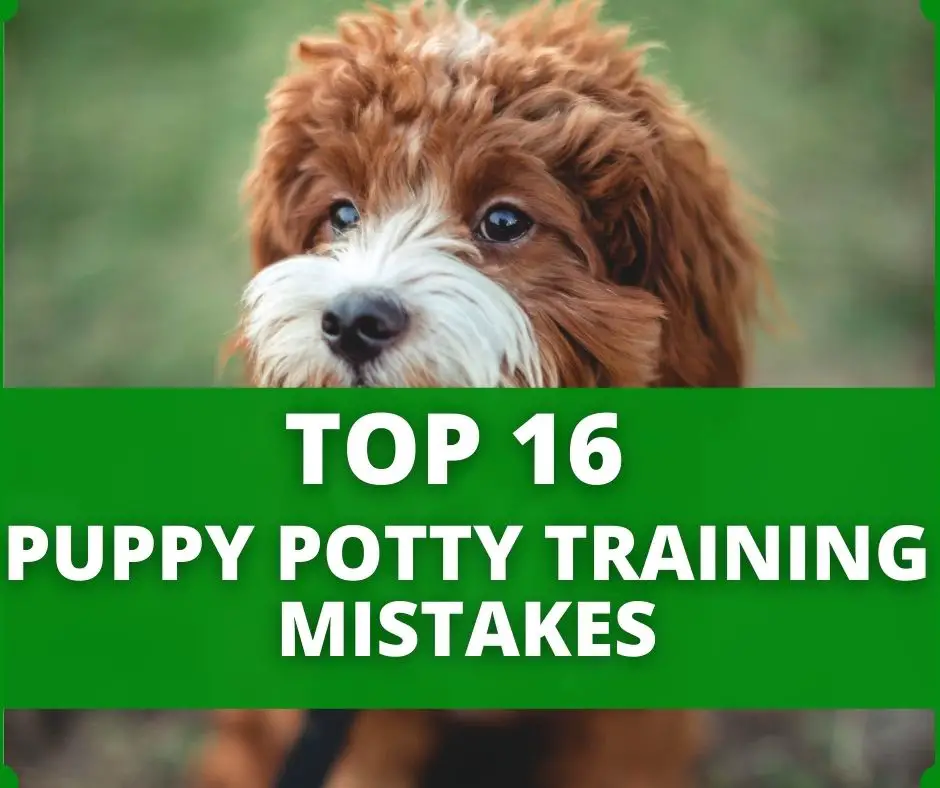 puppy potty training mistakes