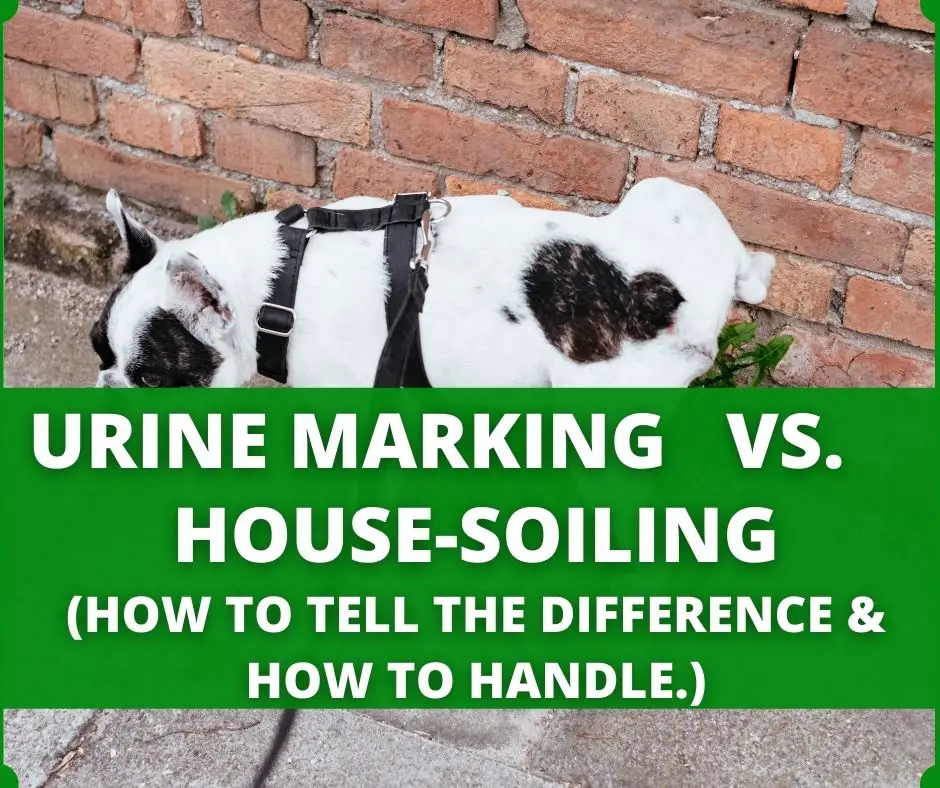 urine marking and house soiling