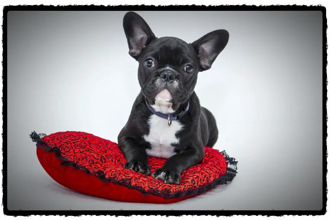 Are You Using Puppy Pads To Train Your Dogs? Read This!