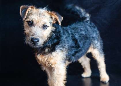 Lakeland Terrier