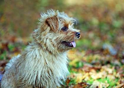 Hardest Dog Breeds To Housebreak