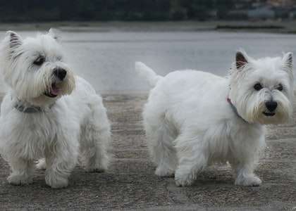 West Highland Terrier