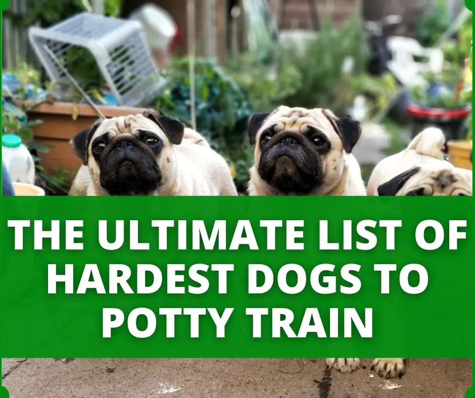 hardest dogs to potty train