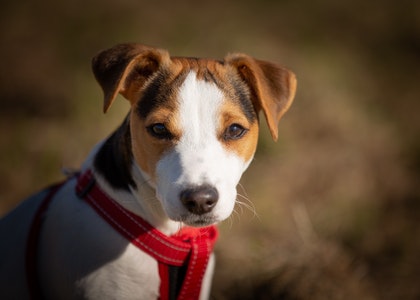 Jack Russell Terrier